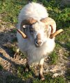 Boreray Ram