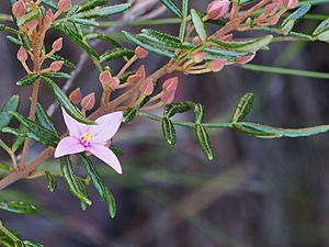 Boronia angustisepala flower and buds