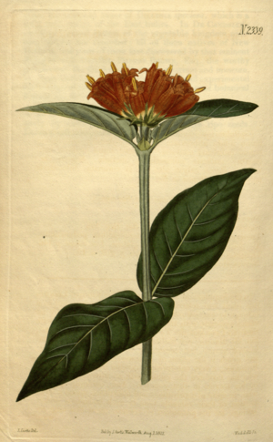Botanical Magazine 2339 (pl) Burchellia bubalina