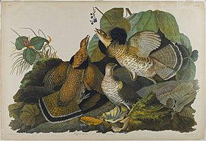 Brooklyn Museum - Ruffed Grouse - John J. Audubon