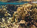 BuckIsland StCroix fire coral