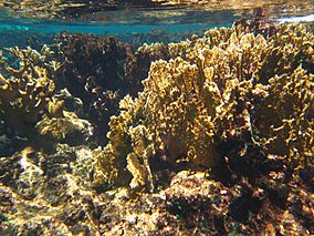 A photo of corals on the reef