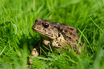 Bufo gargarizans