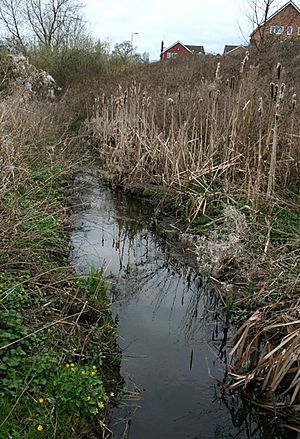 Bulrushes by Stag Brook, Whitchurch - geograph.org.uk - 1232275