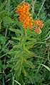 Butterfly Weed Whole Flowering Plant 1676px