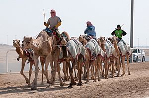 Camel Race Track Qatar