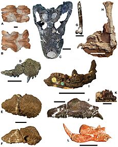 Campanian Romanian representative fauna