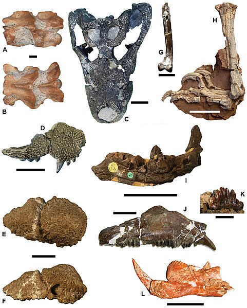 Campanian Romanian representative fauna
