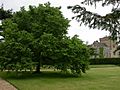Canons Ashby House and Mulberry Tree - geograph.org.uk - 22987