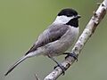 Carolina Chickadee1 by Dan Pancamo