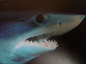 Close up of mako shark head 005