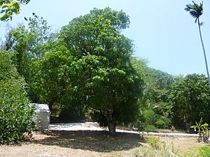 Cogshall mango tree
