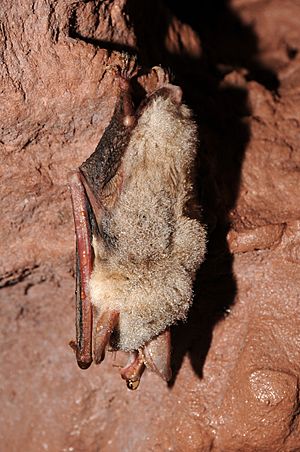 The image depicts a bat hanging from a cave wall.