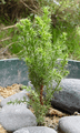 Cupressus macrocarpa seedling