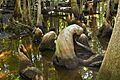 Cypress Knees Beidler Forest
