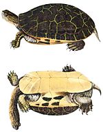 Chicken Turtle, Deirochelys reticularia