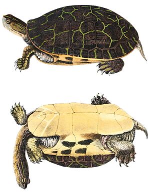 Deirochelys reticulariaHolbrookV1P07A