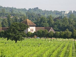 Denbies Vineyard Visitor Centre - geograph.org.uk - 1450079