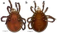 Diplothyrus-lecorrei-n-sp-Adult-idiosoma-a-male-ventral-view-b-female-ventral