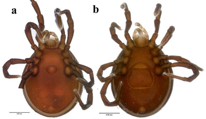 Diplothyrus-lecorrei-n-sp-Adult-idiosoma-a-male-ventral-view-b-female-ventral