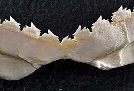 Echinorhinus cookei lower teeth