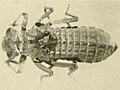 EpiophlebiaLarva 2