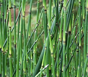 Equisetum giganteum 2 ies.jpg