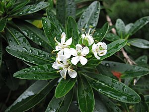 Escallonia bifida 5074.jpg
