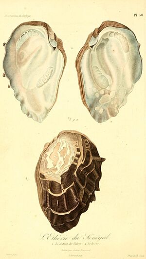 Etheria elliptica (1) 1831.jpg