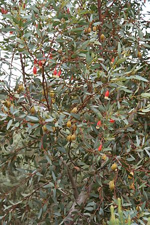 Eucalyptus forrestiana In My Front Garden (5417736892)