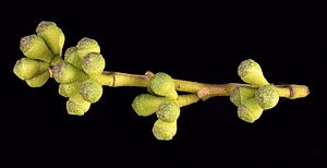 Eucalyptus kybeanensis buds