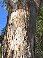 Eucalyptus punctata - trunk bark