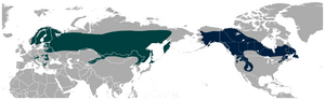 Eurasian and American Three-toed Woodpecker Picoides tridactylus and P. (t.) dorsalis distribution map.png