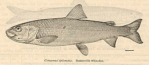 FMIB 38266 Coregonus spilomotus Bonneville whitefish.jpeg