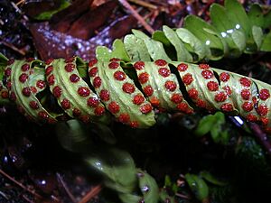 Fern Sori