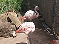 Flamingos at Las Vegas Zoo