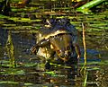 Gator with bullfrog at Lake Woodruff - Flickr - Andrea Westmoreland