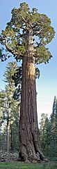 General Grant Tree in Kings Canyon National Park