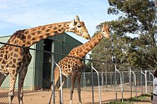 Giraffa camelopardalis -Taronga Western Plains Zoo, near Dubbo, New South Wales, Australia-8a
