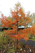 Glyptostrobus pensilis - Oregon Garden - Silverton, Oregon - DSC00137