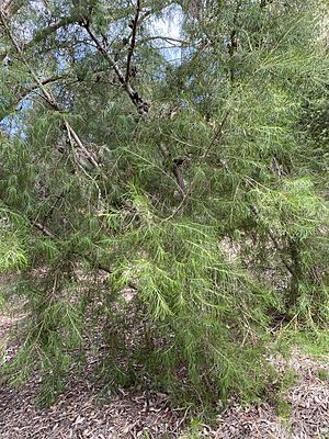 Hakea constablei 01.jpg