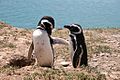 Halbinsel Valdes Pinguine