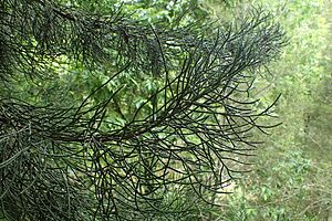 Halocarpus kirkii kz11