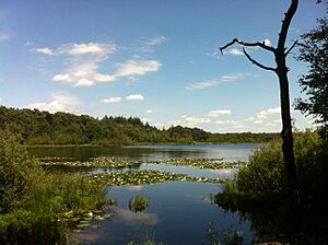 Hazenputten in the Vresselse Bossen during summer