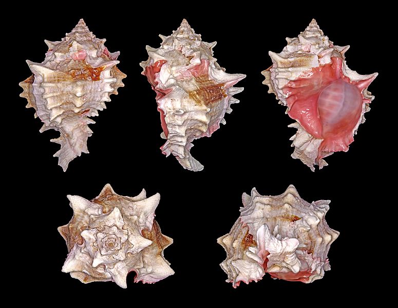 Hexaplex erythrostomus 01