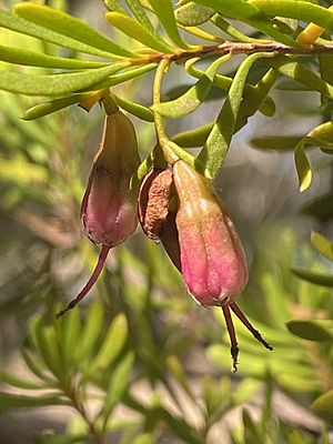 Homoranthus clarksonii.jpg