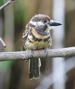 Hypnelus ruficollis bicinctus Bobo punteado Two-banded Puffbird (15709261023).jpg