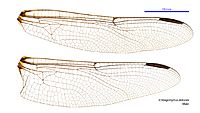 Ictinogomphus dobsoni male wings (34928349381)