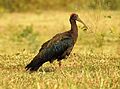 Indian Black Ibis Pseudibis papillosa by Dr. Raju Kasambe DSCN2445 (26)