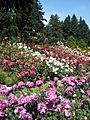 International Rose Test Garden, Portland, Oregon (2013) - 7